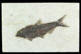 Fossil Fish (Knightia) - Green River Formation #126163-1